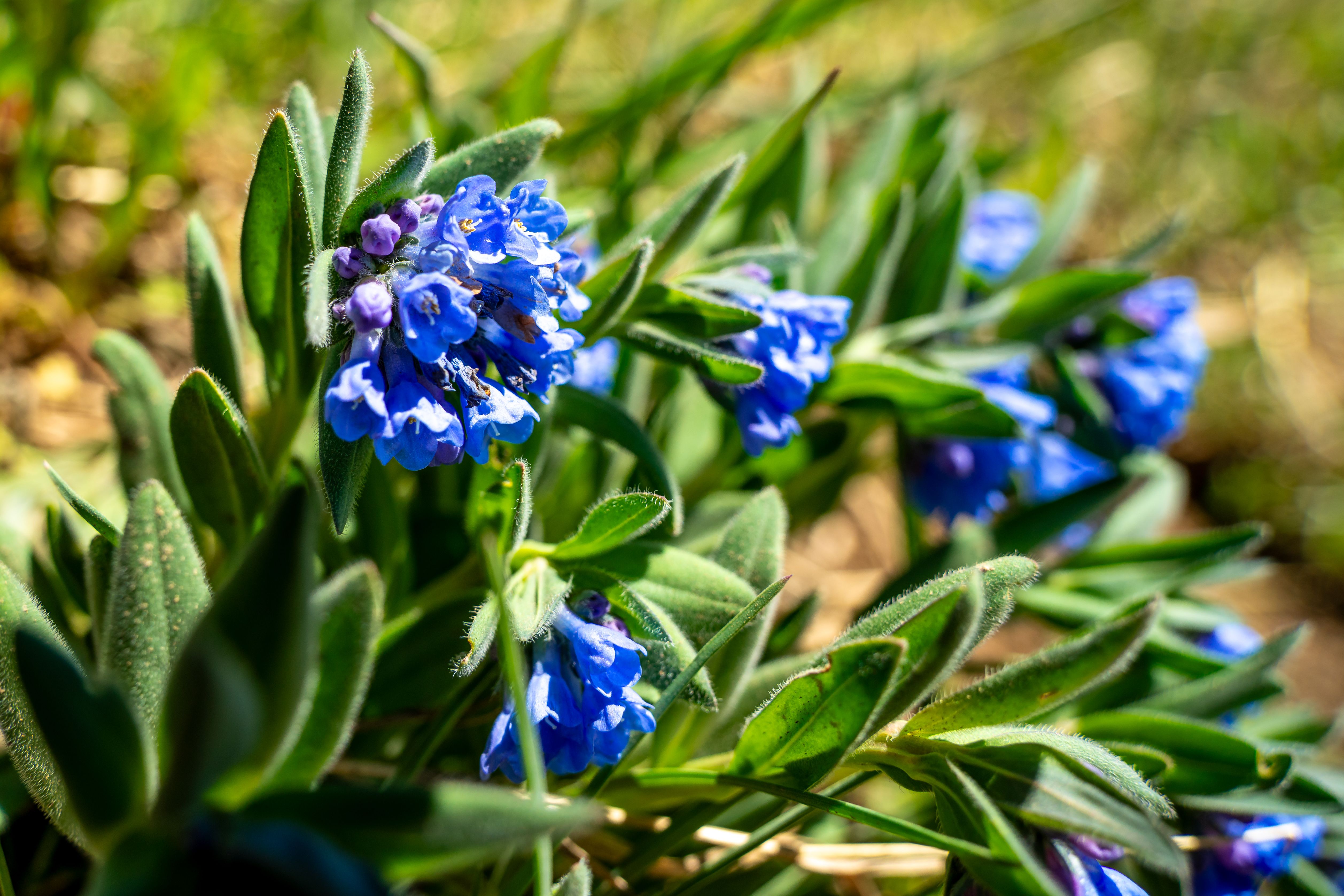 Breckenridge Wildflower Week Event